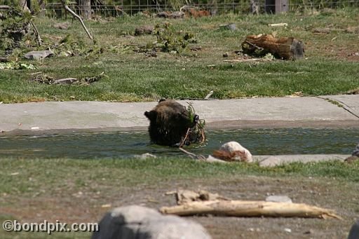 Grizzly Bears at the Grizzly Discovery Center in West Yellowstone