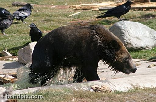 Grizzly Bears at the Grizzly Discovery Center in West Yellowstone