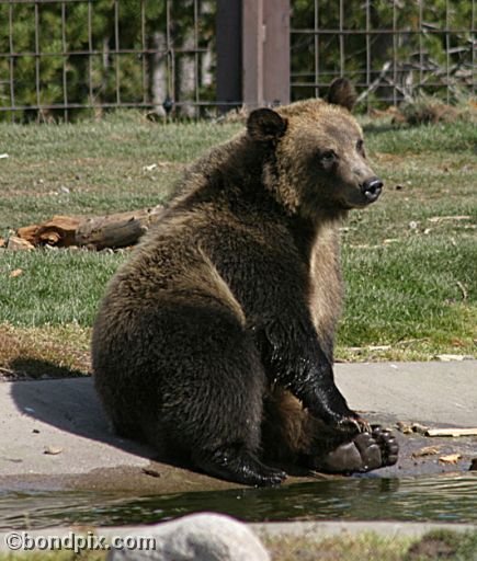 Grizzly Bears at the Grizzly Discovery Center in West Yellowstone