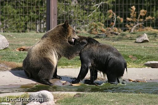 Grizzly Bears at the Grizzly Discovery Center in West Yellowstone