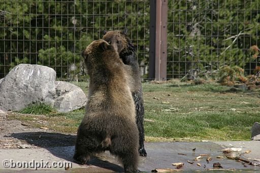 Grizzly Bears at the Grizzly Discovery Center in West Yellowstone