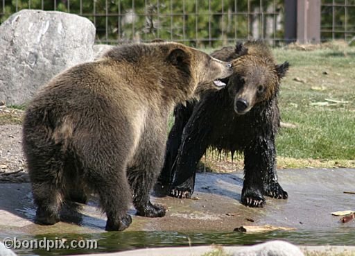 Grizzly Bears at the Grizzly Discovery Center in West Yellowstone