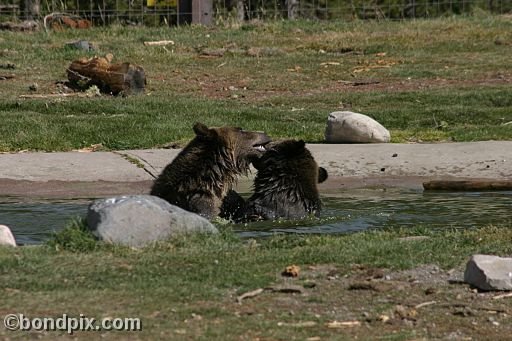 Grizzly Bears at the Grizzly Discovery Center in West Yellowstone