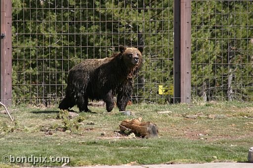 Grizzly Bears at the Grizzly Discovery Center in West Yellowstone