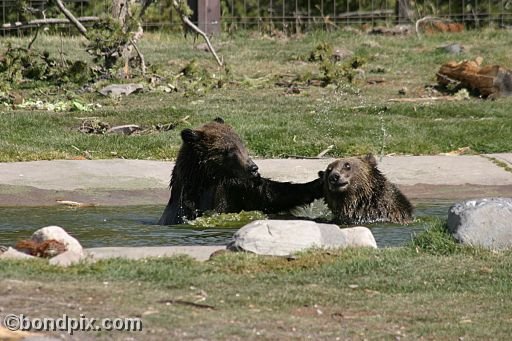 Grizzly Bears at the Grizzly Discovery Center in West Yellowstone