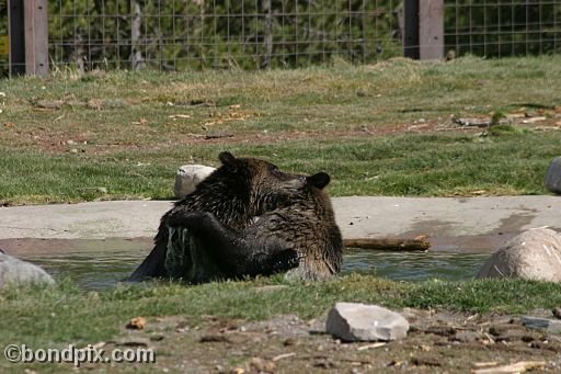 Grizzly Bears at the Grizzly Discovery Center in West Yellowstone