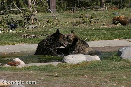 Grizzly Bears at the Grizzly Discovery Center in West Yellowstone