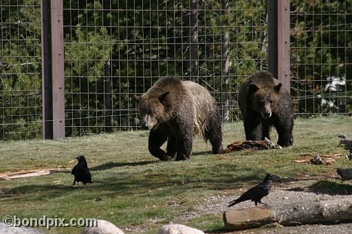 Grizzly Bears at the Grizzly Discovery Center in West Yellowstone