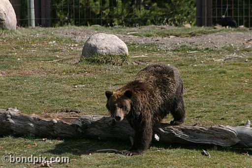 Grizzly Bears at the Grizzly Discovery Center in West Yellowstone