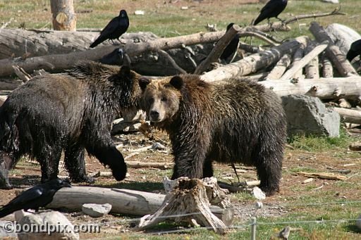 Grizzly Bears at the Grizzly Discovery Center in West Yellowstone