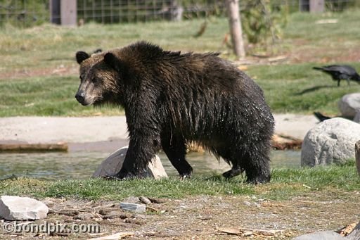 Grizzly Bears at the Grizzly Discovery Center in West Yellowstone