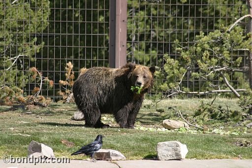 Grizzly Bears at the Grizzly Discovery Center in West Yellowstone