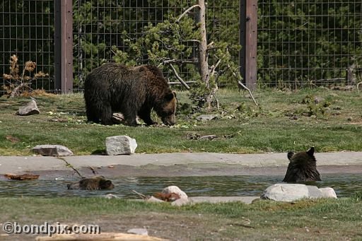 Grizzly Bears at the Grizzly Discovery Center in West Yellowstone