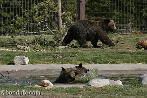 Grizzly Bears at the Grizzly Discovery Center in West Yellowstone