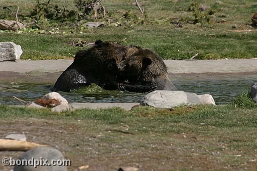 Grizzly Bears at the Grizzly Discovery Center in West Yellowstone