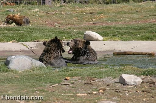 Grizzly Bears at the Grizzly Discovery Center in West Yellowstone