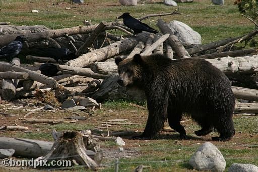 Grizzly Bears at the Grizzly Discovery Center in West Yellowstone