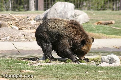 Grizzly Bears at the Grizzly Discovery Center in West Yellowstone