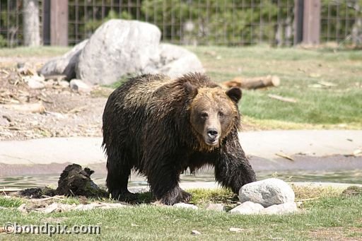 Grizzly Bears at the Grizzly Discovery Center in West Yellowstone