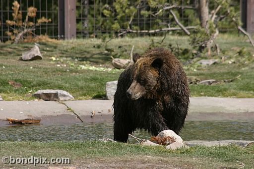 Grizzly Bears at the Grizzly Discovery Center in West Yellowstone