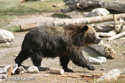 Grizzly Bears at the Grizzly Discovery Center in West Yellowstone