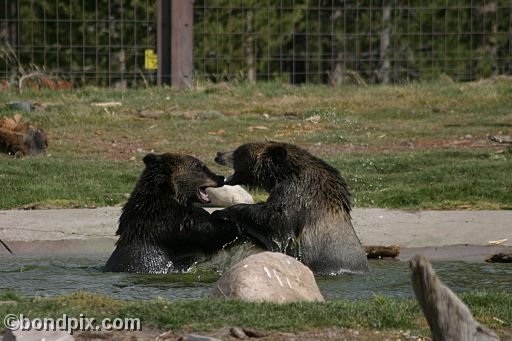 Grizzly Bears at the Grizzly Discovery Center in West Yellowstone