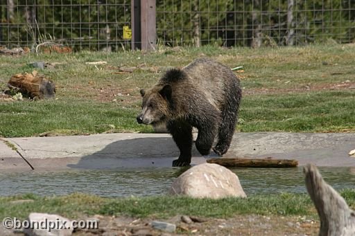 Grizzly Bears at the Grizzly Discovery Center in West Yellowstone