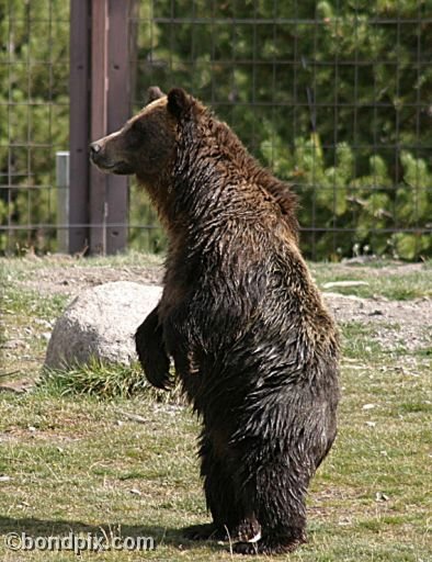 Grizzly Bears at the Grizzly Discovery Center in West Yellowstone