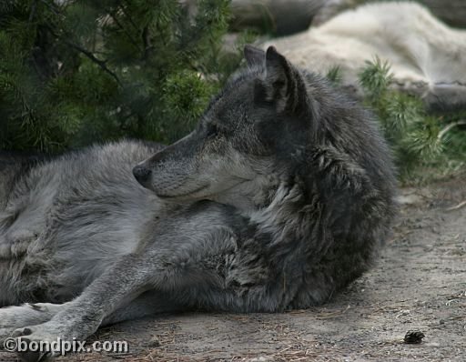 Gray Wolf at Grizzly Discovery Center, West Yellowstone 